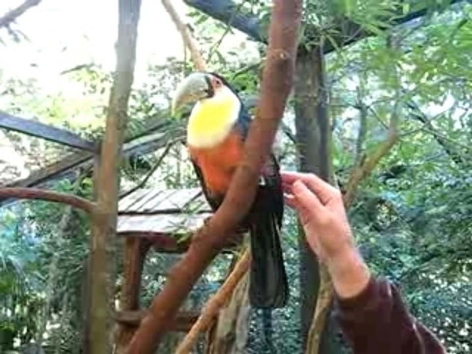 Toucan_iguacu_3