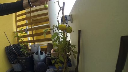 Comment recup graines de tomates