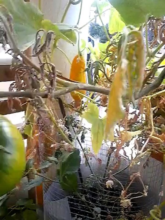 Comment recup graines de cornichons