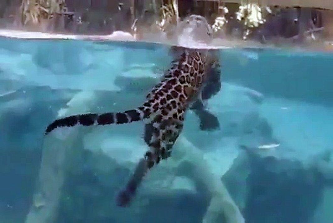 Un jaguar nage parfaitement sous l’eau