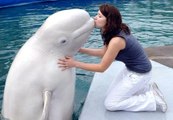 Beluga Whales at Aquas Aquarium Hamada, Japan