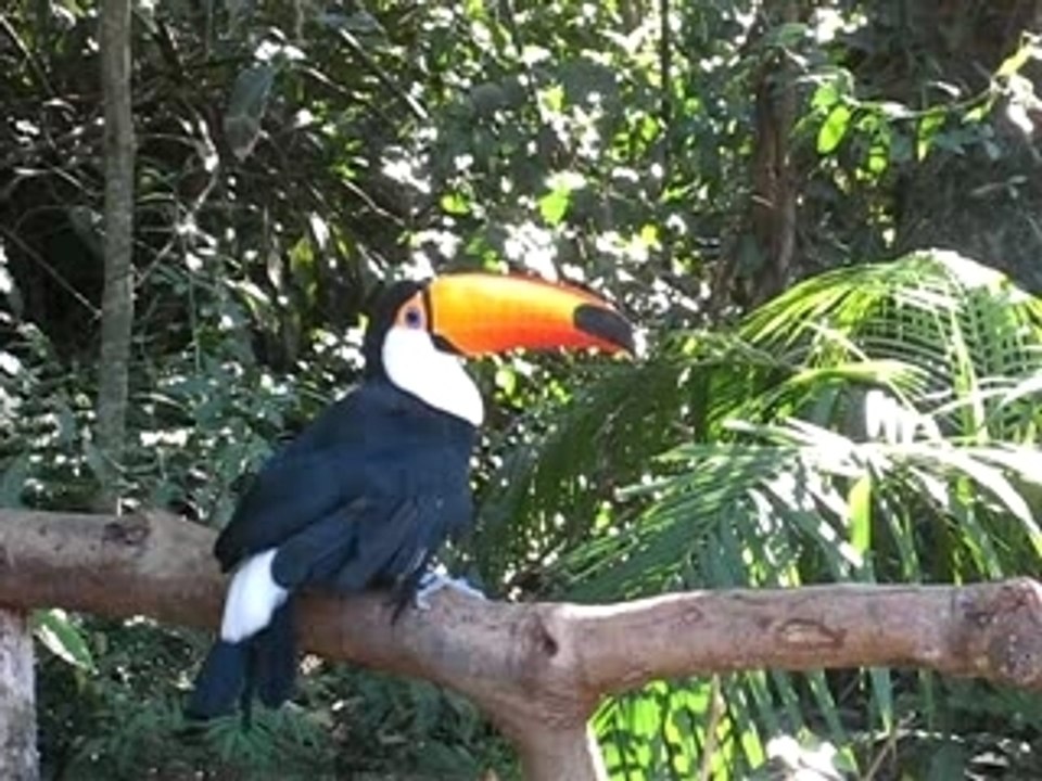 Toucan_iguacu_4