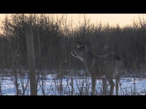 Canadian Whitetail Television - Let Em' Go, Let Em' Grow