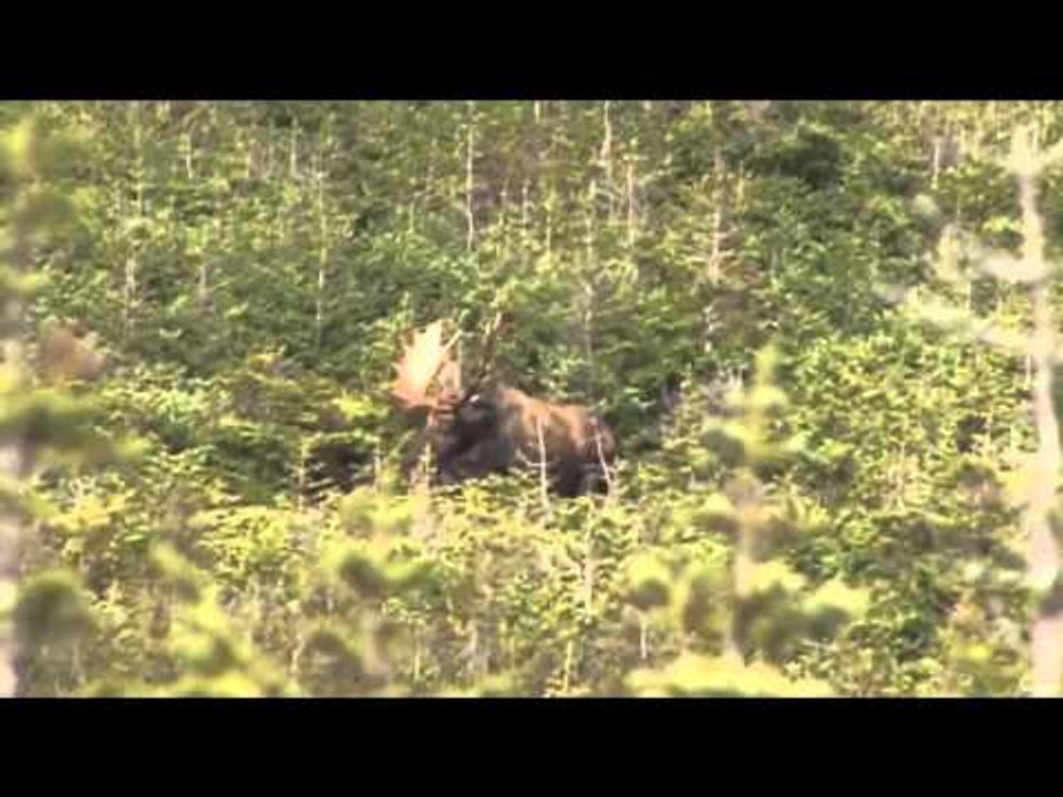 Hard Core Hunter - Newfoundland Moose