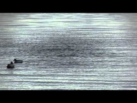 Team Fall Brawl TV - That's A Wrap