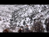 Dead Dog Walkin' - Nevada Mountain Lion