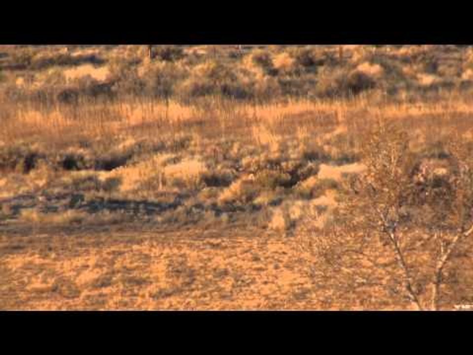 Long Range Pursuit - Weibe Wails a Wyoming Deer at 580 Yards