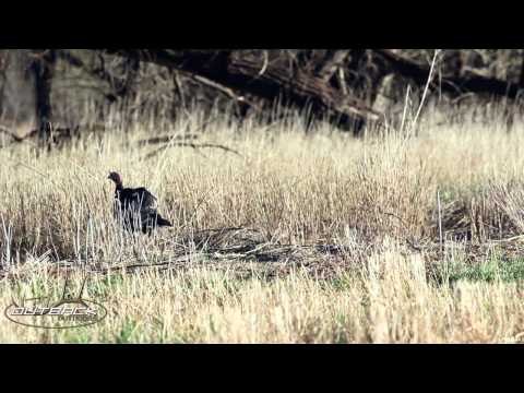 Outback Outdoors - Turkey Show