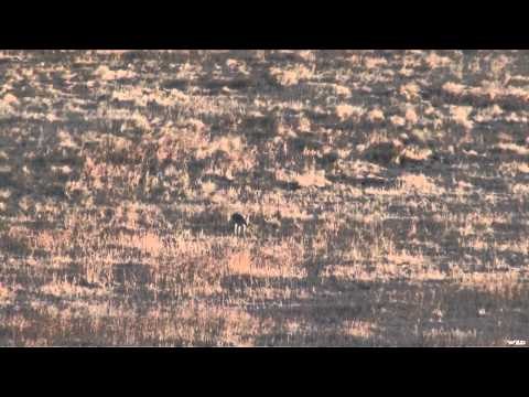 Predator Quest - Predator Hunting