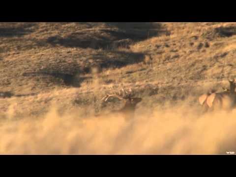 Outdoor Quest TV - Alberta Elk Hunting