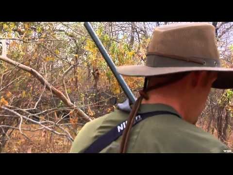 Nosler's Magnum TV - Elephants in the Jesse