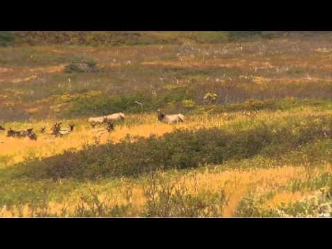 Nosler's Magnum TV - Survivor Raspberry Island