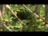 Cabela's Ultimate Adventures - Northern Maine Moose Hunt