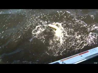 Fish TV - Pine Lodge Walleye