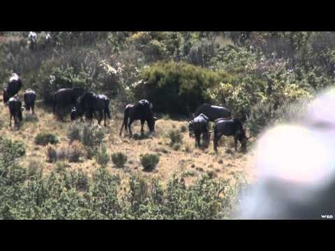 Outdoor Quest TV - Africa Blue Wildebeest and Alberta Trapping