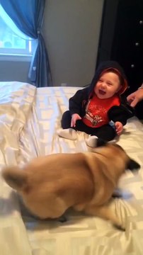 Cute Baby boy laughing while playing with two Pugs (Very nice)!!