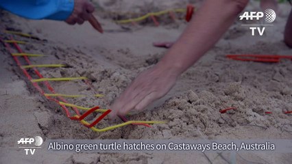 Rare albino turtle hatches in Australia