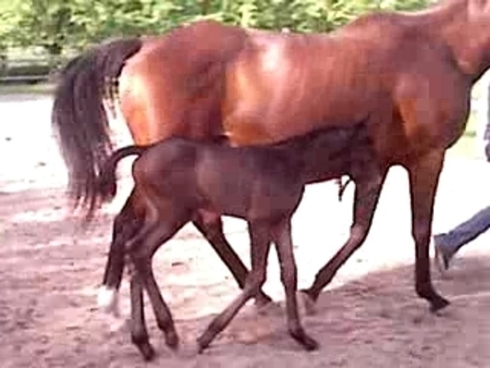 MPEG0622