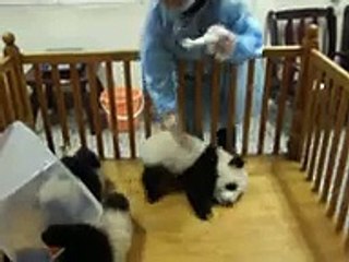 Escaping Baby Pandas
