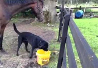 This Horse and Dog Are the Best of Pals