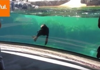 Sea Lion Seems Really Worried When Little Girl Falls
