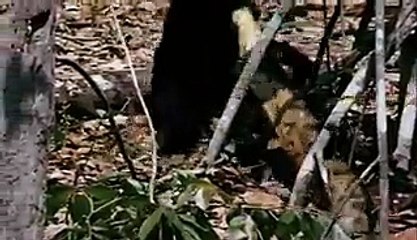 Anaconda vs Jaguar - Animal Fight