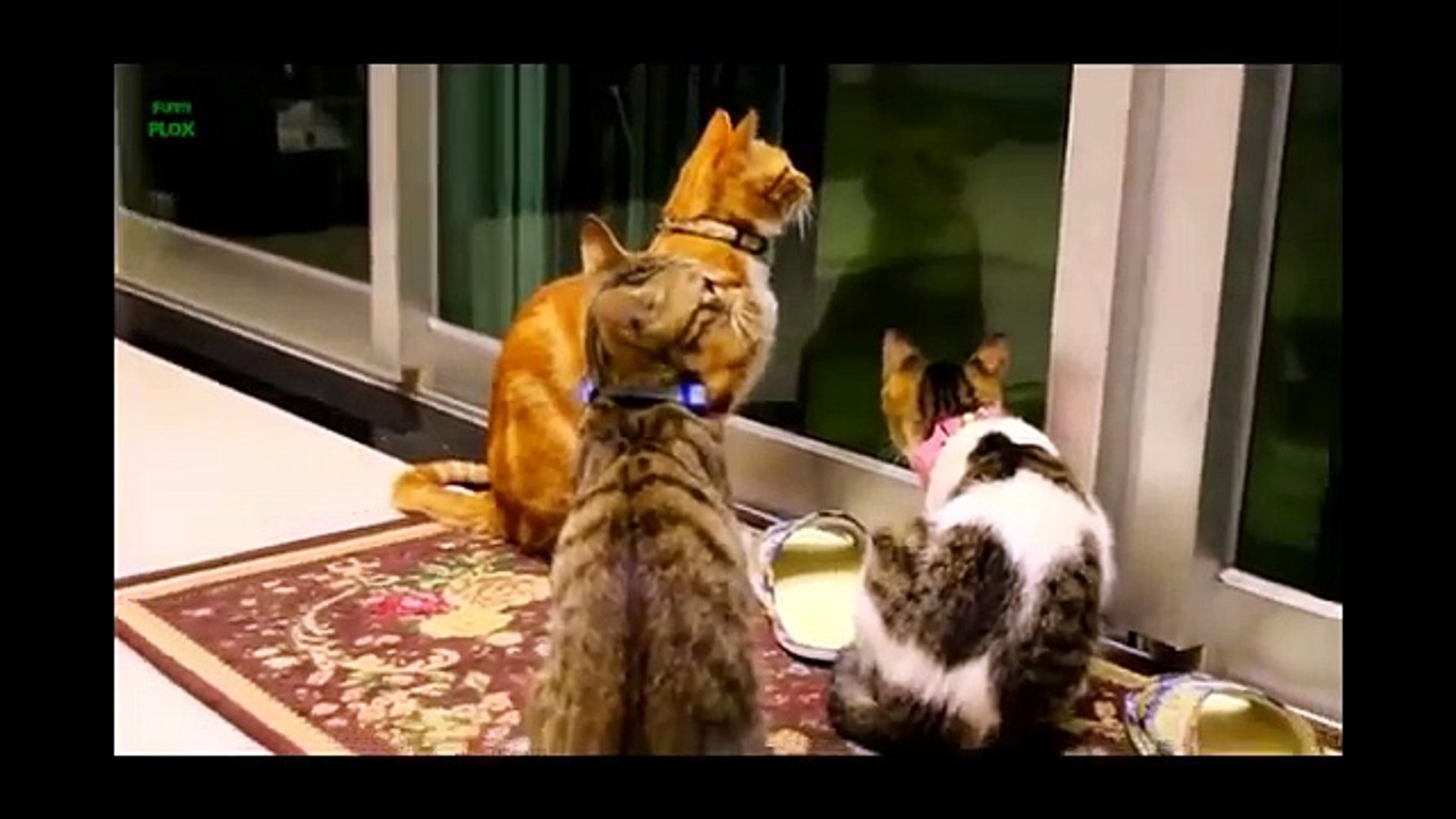 ⁣Animals Funny Videos - Funny Video Compilation (FULL HD)