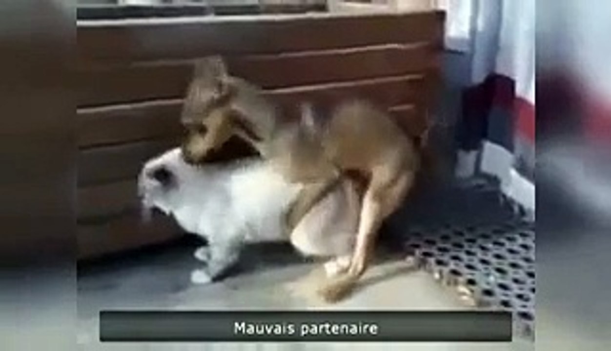 Funny moments of animals
