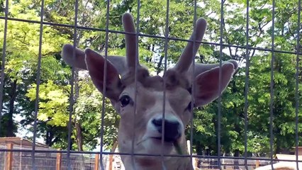 Милые олени в Бахчисарайском зоопарке