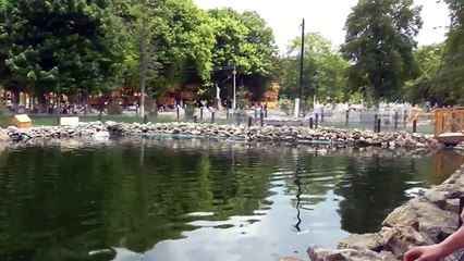 Уточки и лебедь. Бахчисарайский парк