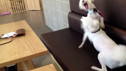 Responsible dog breaks up puppy fight