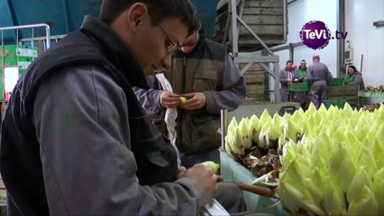 ETP Saint-James : Atelier maraichage [TéVi] 16_02_11