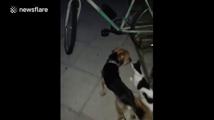 Yorkshire Terrier goes walking with a friend cat