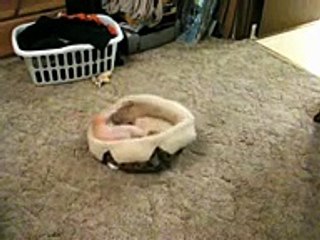 Paco the Original Crazy Chihuahua Puppy