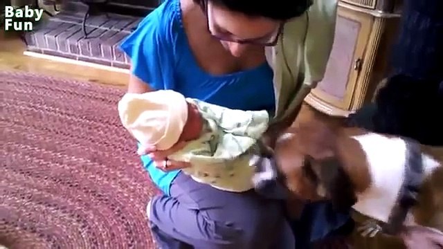 Реакция собак на малышей