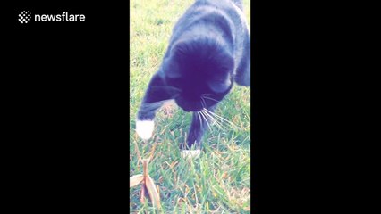 Cat vs Praying Mantis