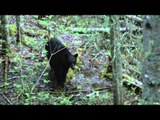 Hitmen Canada - Spring Bears
