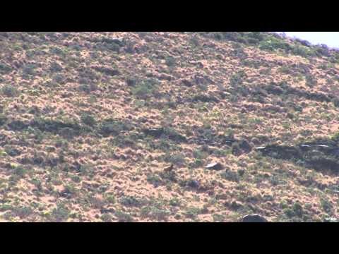 The Hunting Chronicles - Sun Africa Safaris Part 2