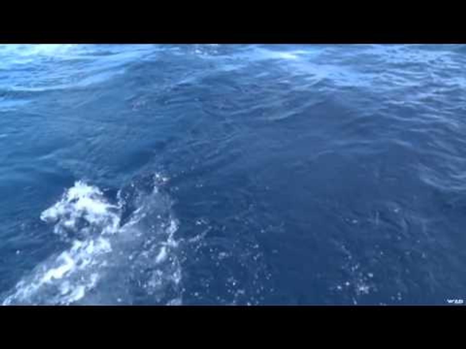Fish TV - Antigua