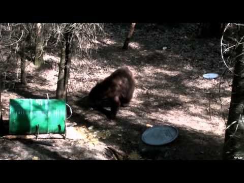 Hitmen Canada - One Stand