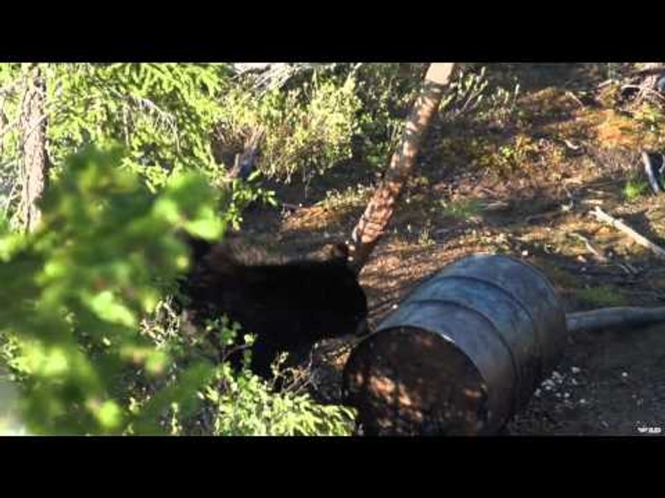 The Choice  - Sub-Arctic Black Bear Adventures