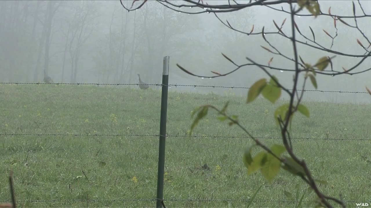 Hard Core Hunter - Hard Core Hunter Goes to the Birds