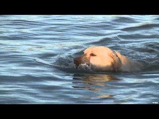 G3 Sportsman - Big Lake Ducks