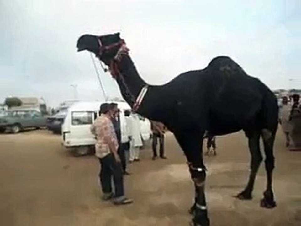 قُربانی کے لیئے خوبصورت سیاہ اونٹ موشی منڈی میں_2