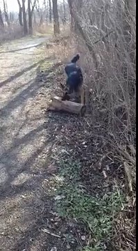 This is what an argument with a German Shepherd sounds like! I found it. I want it. It's mine!