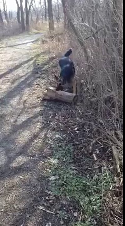 This is what an argument with a German Shepherd sounds like! I found it. I want it. It's mine!