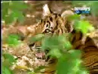 monkey and lion what monkey do with lion must watch so nice video