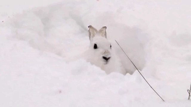 Облавная охота на лису и зайца