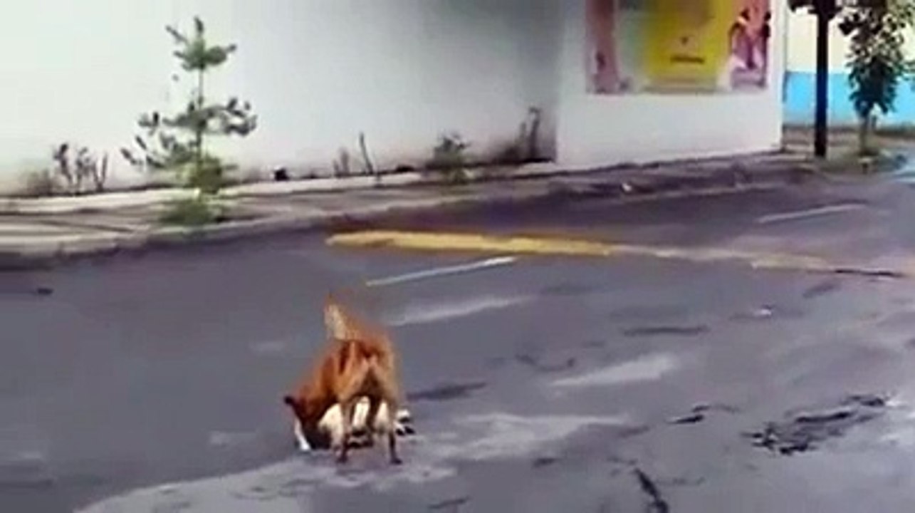 До слез...Этот пес заставит вас плакать...