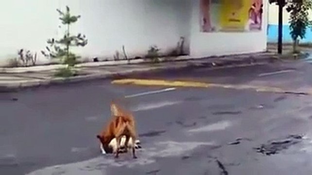 До слез...Этот пес заставит вас плакать...